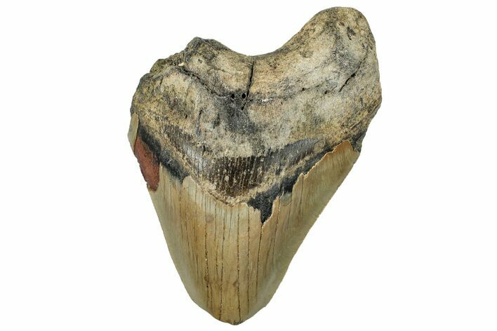 Bargain, Fossil Megalodon Tooth - Serrated Blade #294688